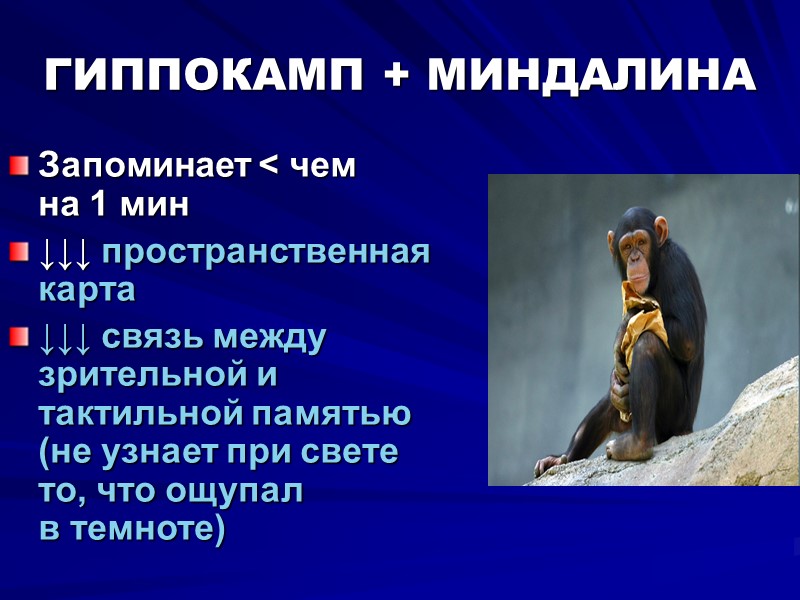 ГИППОКАМП + МИНДАЛИНА Запоминает < чем   на 1 мин ↓↓↓ пространственная карта